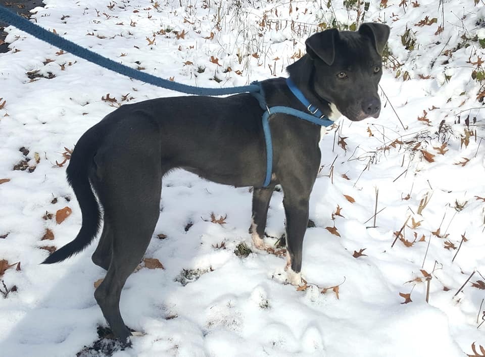 Bella, an adoptable Mixed Breed in Canfield, OH, 44406 | Photo Image 3