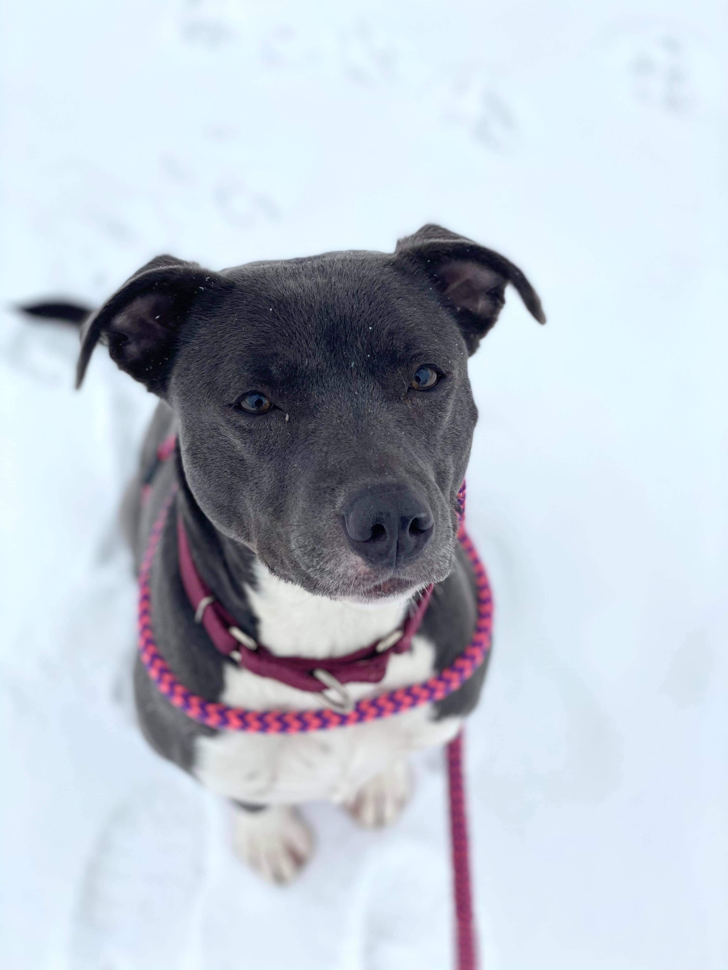 Bella, an adoptable Mixed Breed in Canfield, OH, 44406 | Photo Image 5