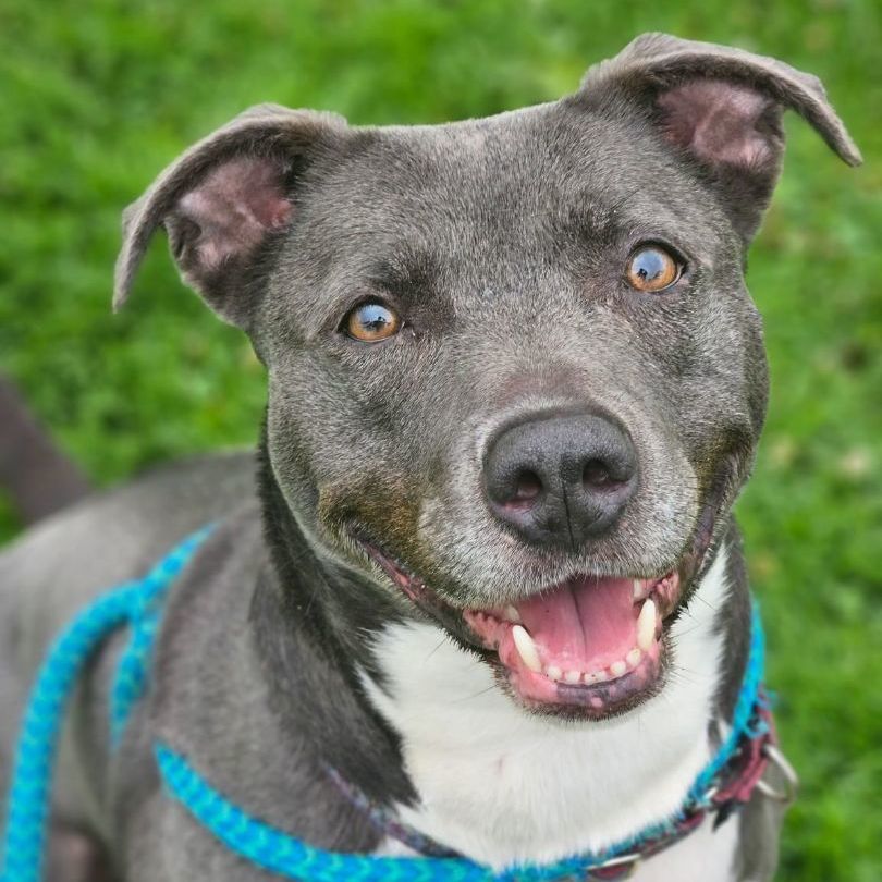 Bella, an adoptable Mixed Breed in Canfield, OH, 44406 | Photo Image 1
