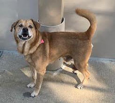 Dog For Adoption Willie A Shiba Inu Terrier Mix In