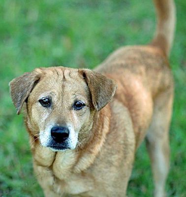 Dog For Adoption Willie A Shiba Inu Terrier Mix In