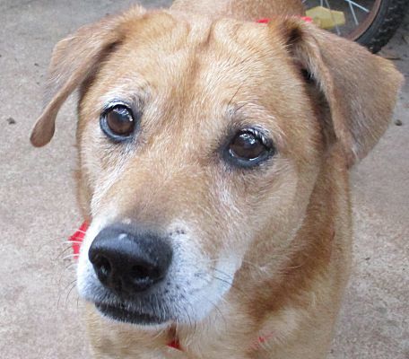 Dog For Adoption Willie A Shiba Inu Terrier Mix In