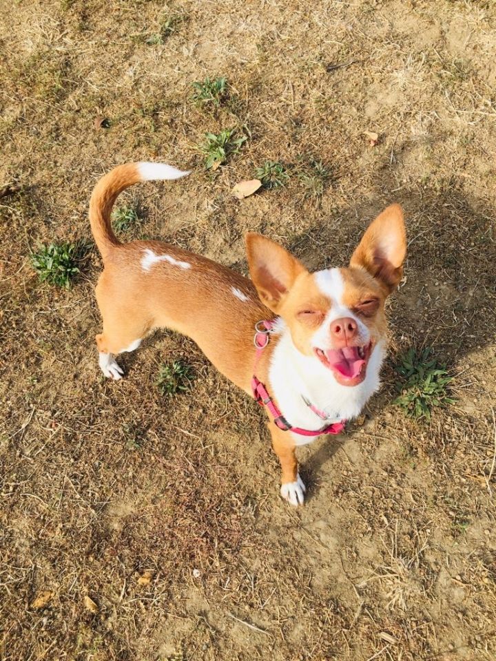 Bailey, an adopted Chihuahua in Petaluma, CA_image-1