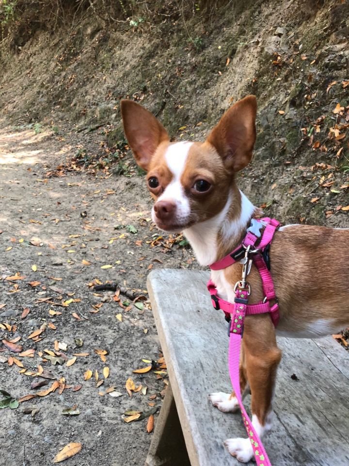 Bailey, an adopted Chihuahua in Petaluma, CA_image-2