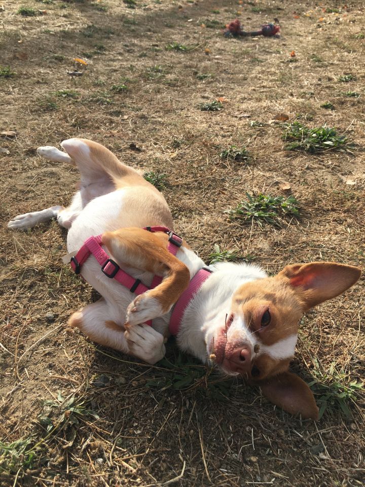 Bailey, an adopted Chihuahua in Petaluma, CA_image-5