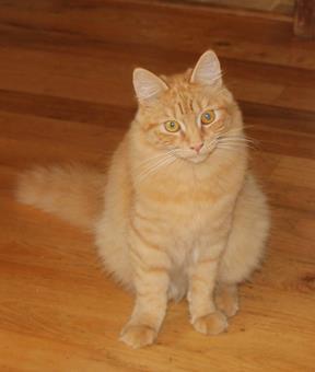 Cat For Adoption Ginger A Domestic Medium Hair In Salem Or