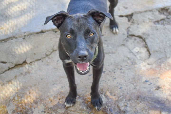 Cici, an adopted Mixed Breed in Loiza, PR_image-1