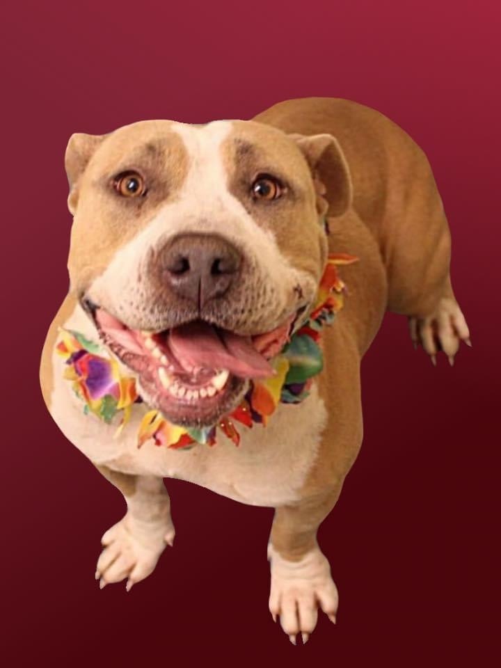 Pauletta, an adoptable Pit Bull Terrier in Memphis, TN, 38173 | Photo Image 6