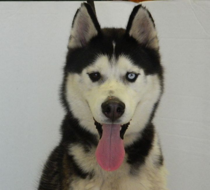  Dog for adoption Doby a Husky in Columbus NE Petfinder 
