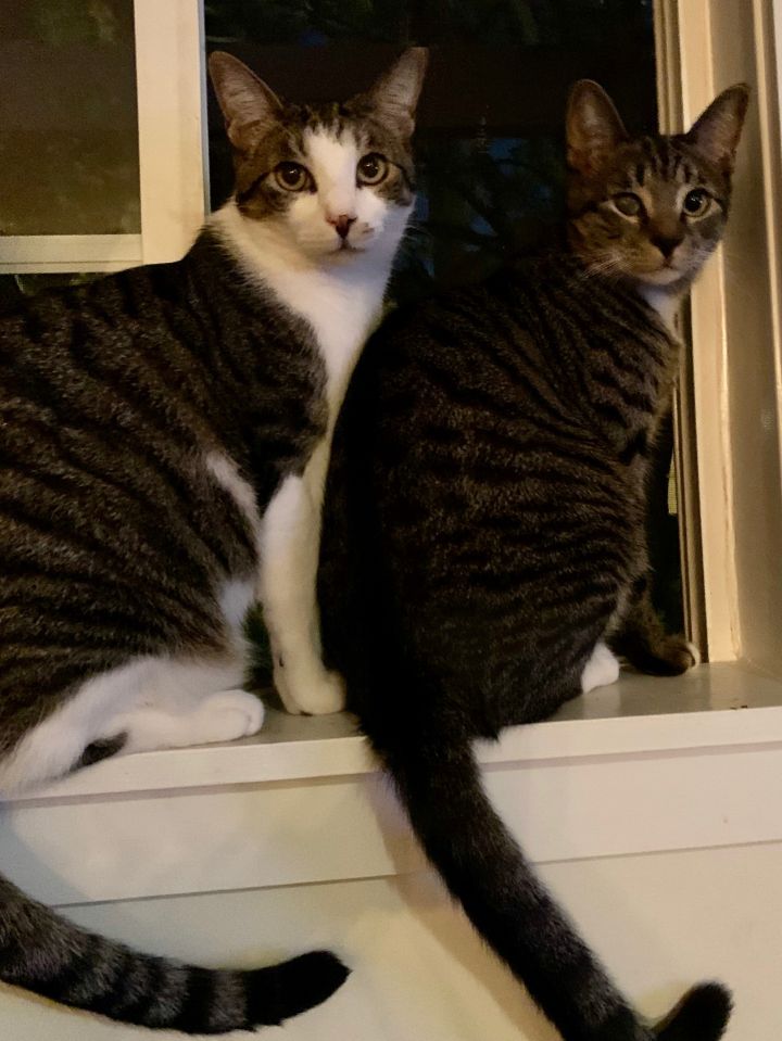 Cat For Adoption Luke And Bo A Domestic Short Hair In Los Angeles Ca Petfinder