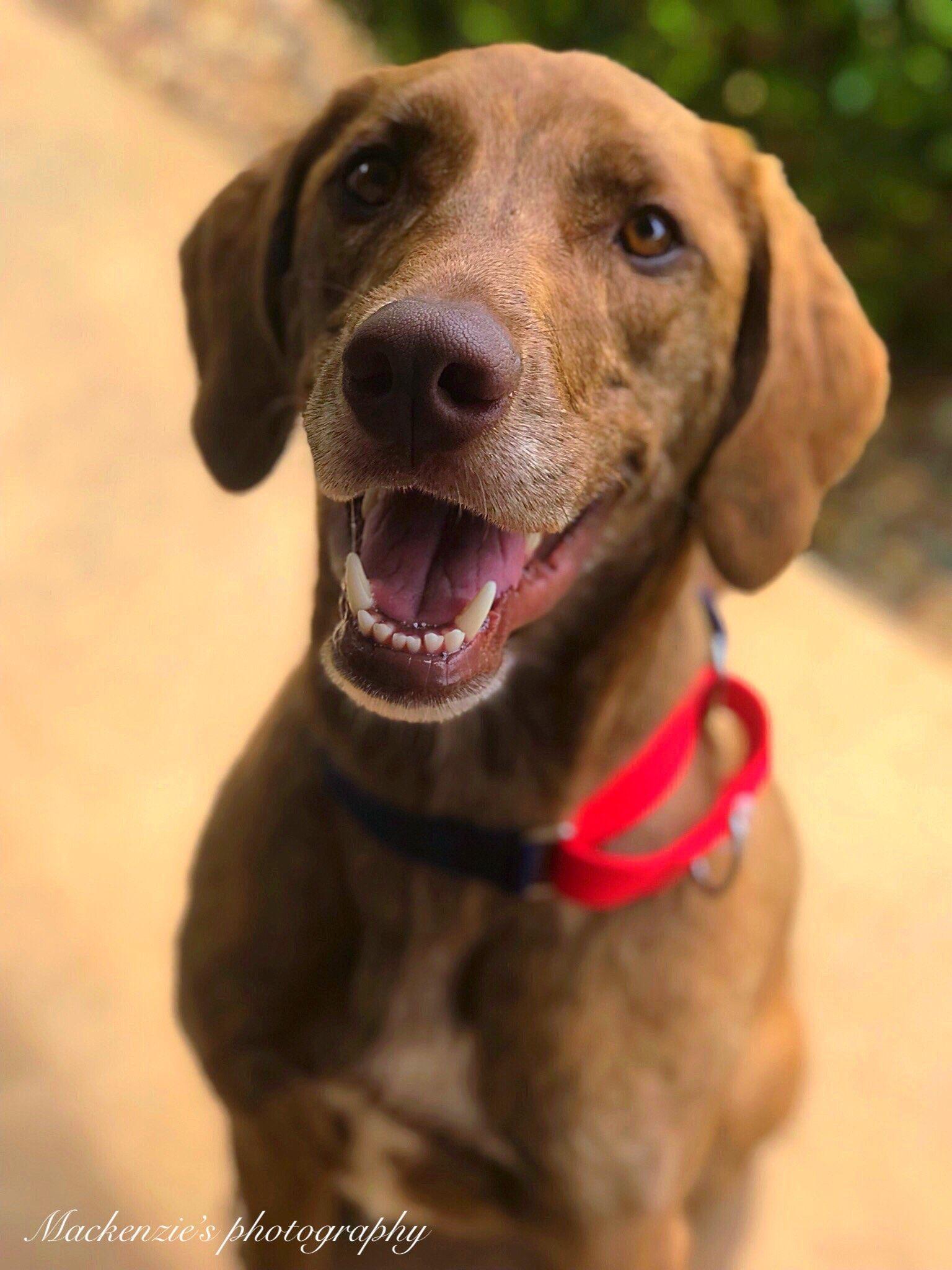 Dexter, an adoptable Plott Hound in Kerhonkson, NY, 12446 | Photo Image 1