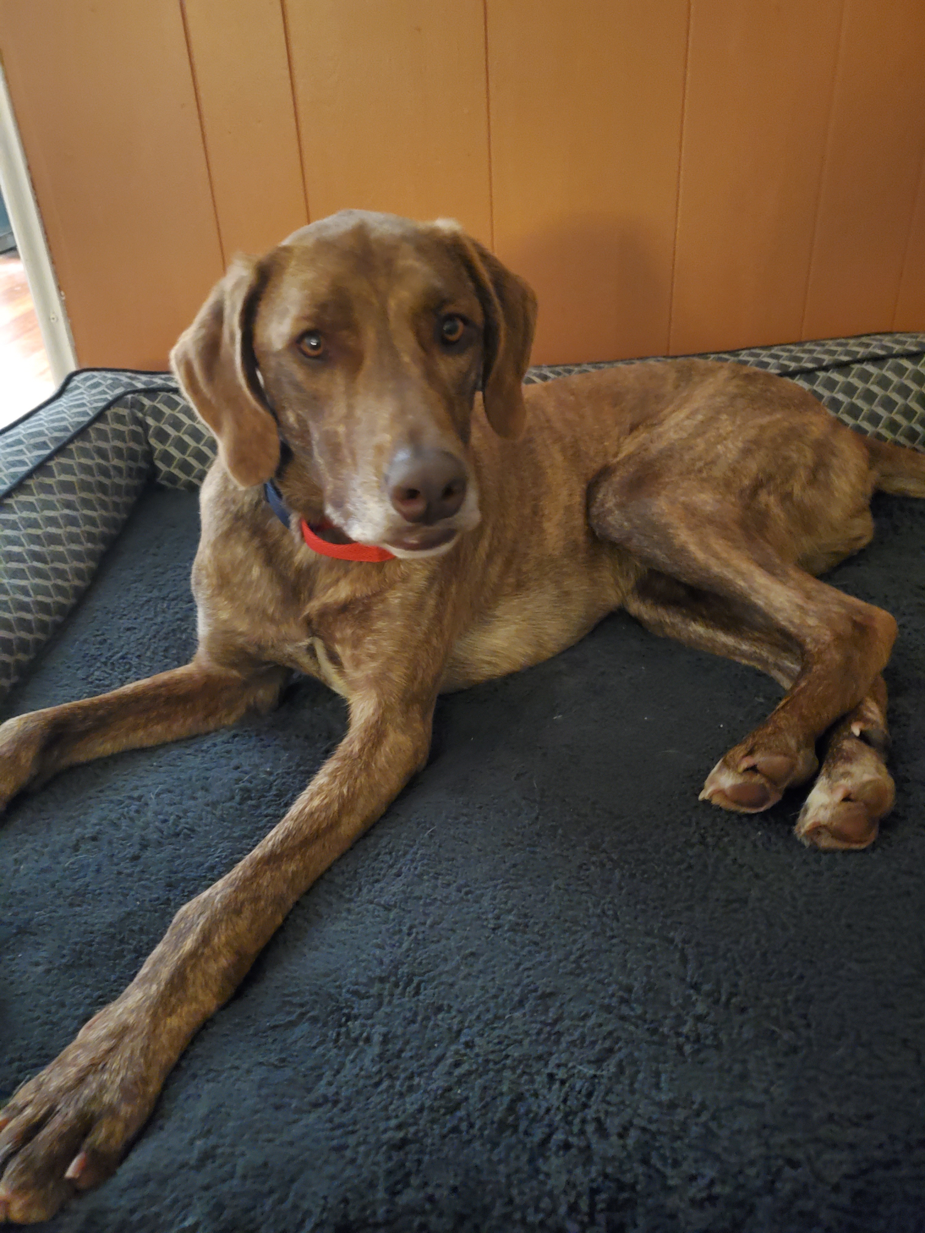 Dexter, an adoptable Plott Hound in Kerhonkson, NY, 12446 | Photo Image 4