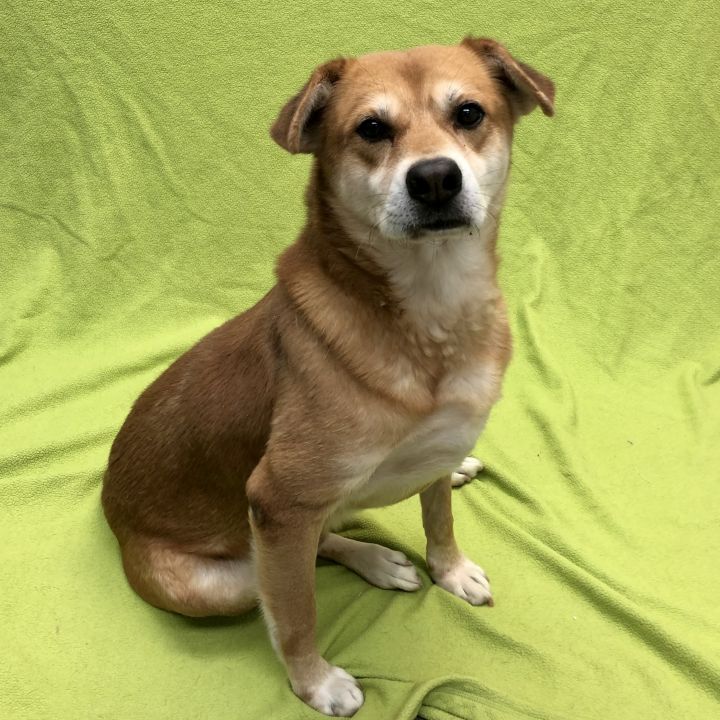 Dog For Adoption Whiskey A Beagle Shiba Inu Mix In