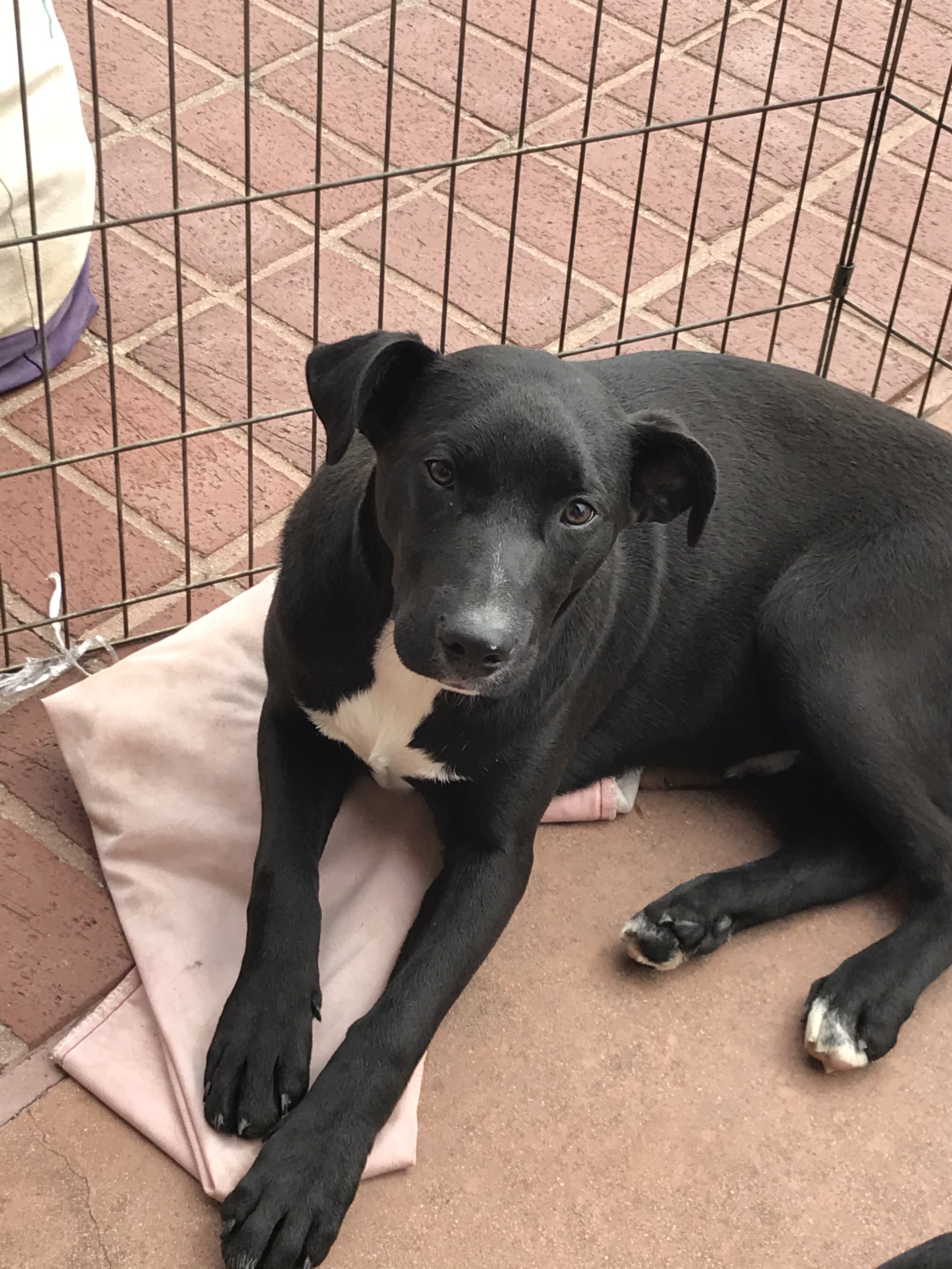 Etna Moralsk uddannelse Også Dog for adoption - Penny, a Wirehaired Terrier & Labrador Retriever Mix in  Plano, TX | Petfinder