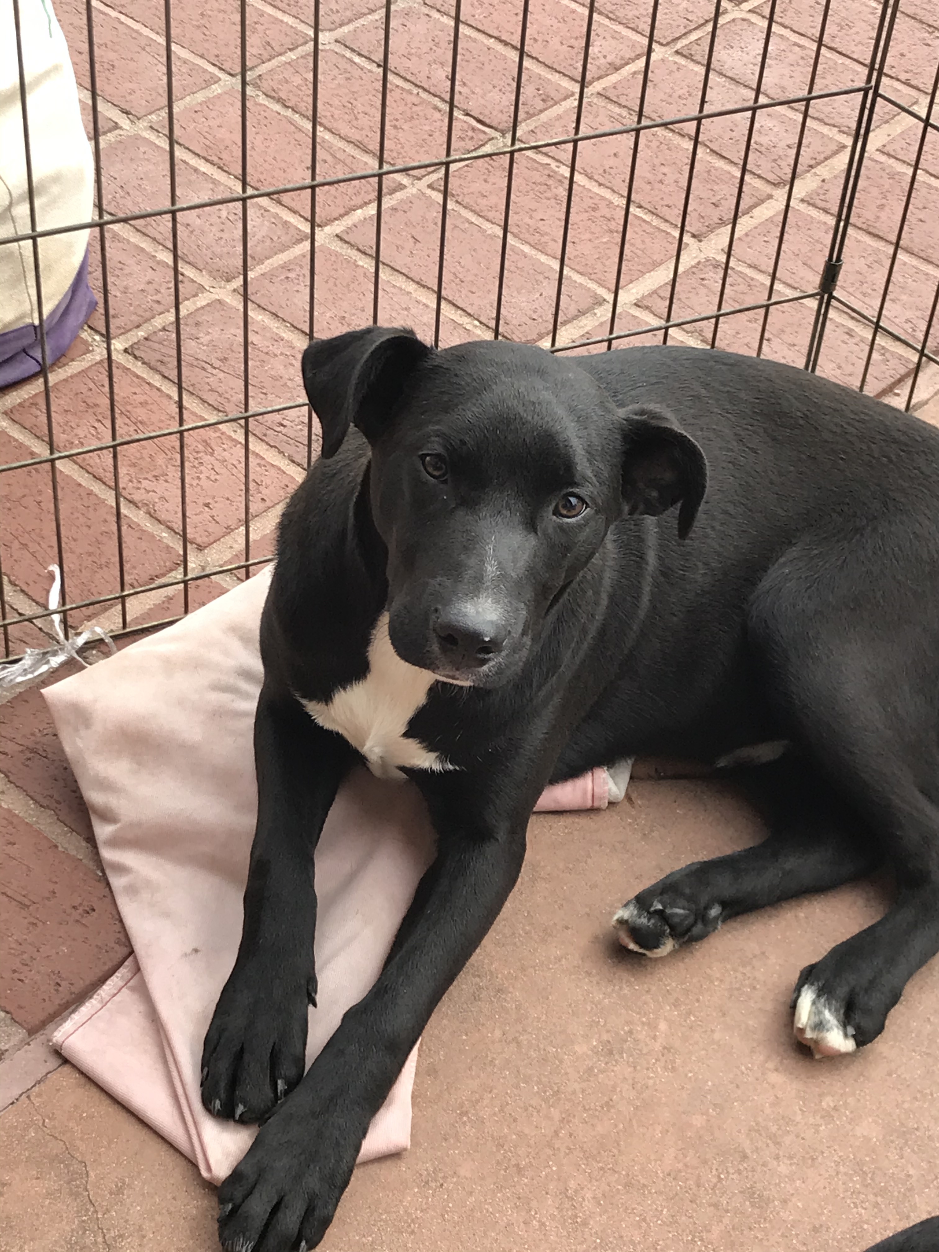 Penny, an adoptable Wirehaired Terrier, Labrador Retriever in Plano, TX, 75074 | Photo Image 1