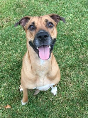 Dog For Adoption Daisha A Cane Corso American Bulldog