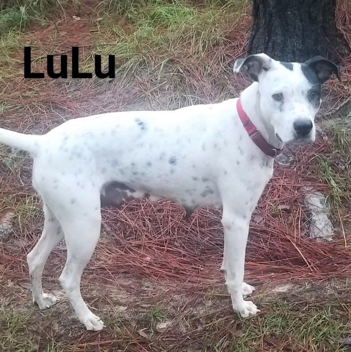 LuLu 5