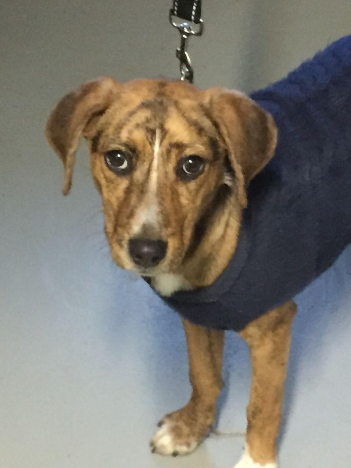 Dog for adoption - Sweet Potato, a Catahoula Leopard Dog Mix in