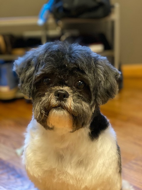 Dog For Adoption Bear A Shih Tzu In Eden Prairie Mn Petfinder