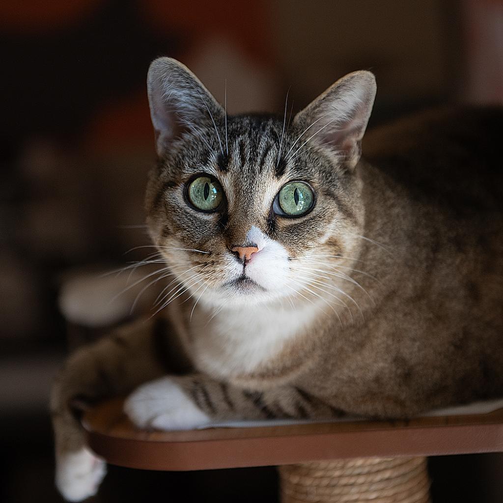 Heartly, an adoptable Domestic Short Hair in Kanab, UT, 84741 | Photo Image 1