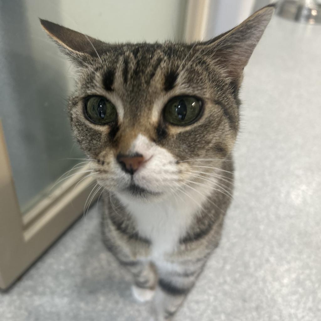 Heartly, an adoptable Domestic Short Hair in Kanab, UT, 84741 | Photo Image 2