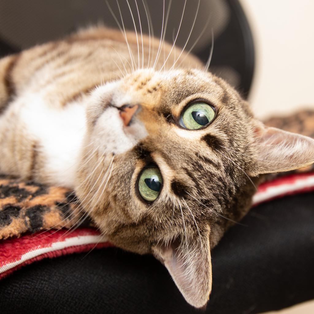 Heartly, an adoptable Domestic Short Hair in Kanab, UT, 84741 | Photo Image 3