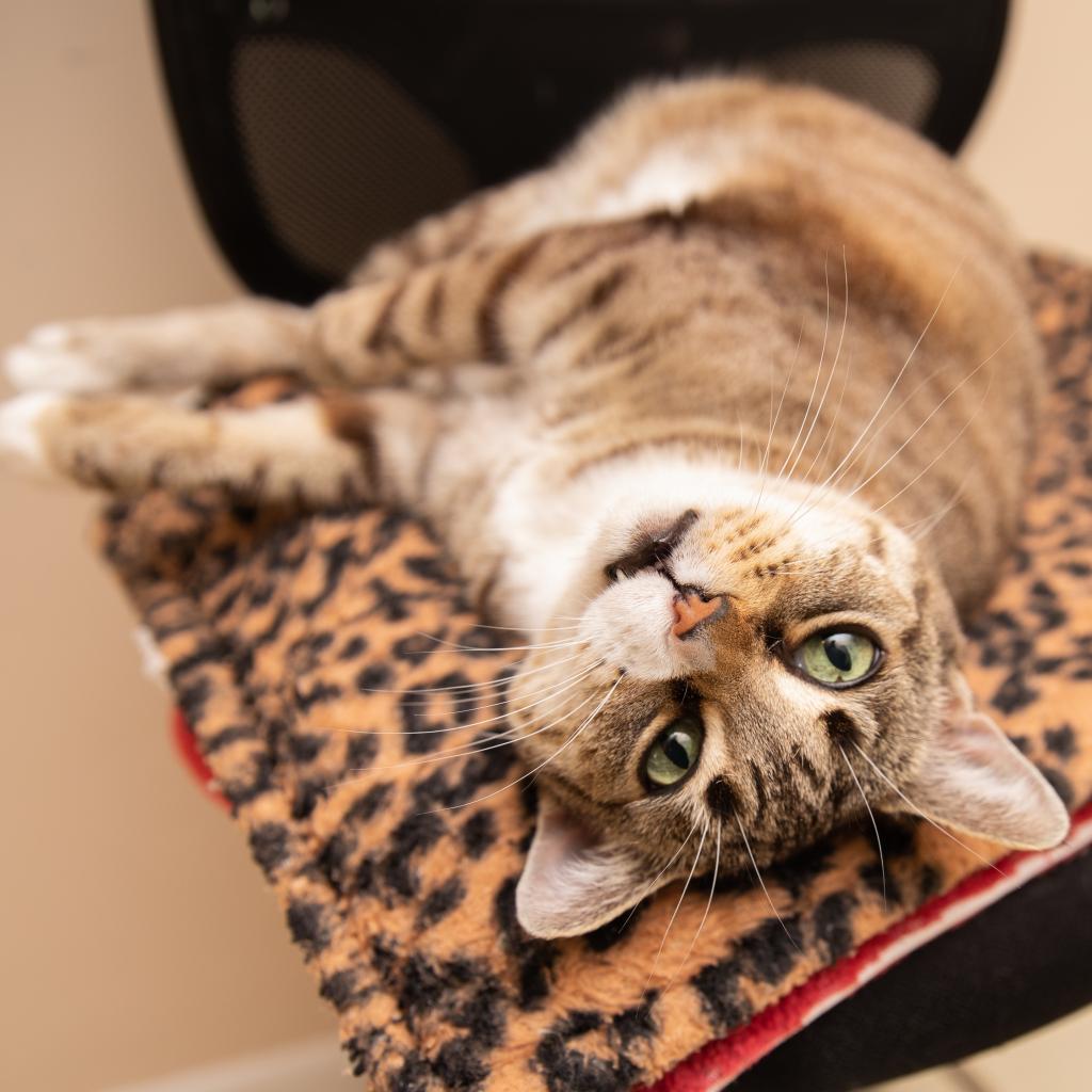 Heartly, an adoptable Domestic Short Hair in Kanab, UT, 84741 | Photo Image 4