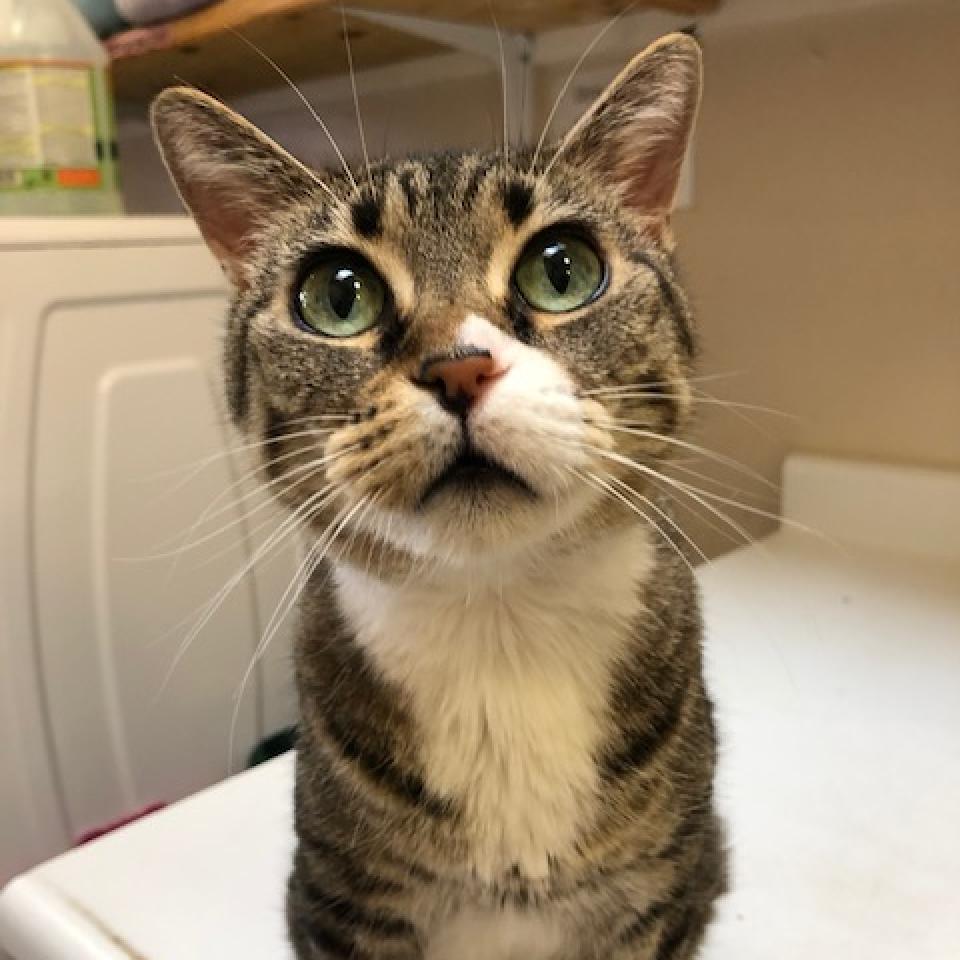 Heartly, an adoptable Domestic Short Hair in Kanab, UT, 84741 | Photo Image 5