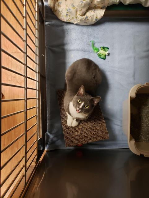 Sassy, an adoptable Domestic Short Hair in Sprakers, NY, 12166 | Photo Image 1