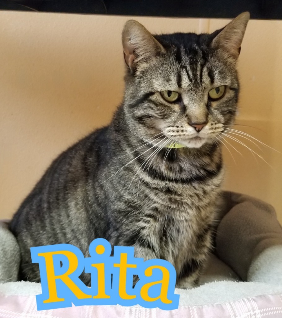 Rita, an adoptable Domestic Short Hair in Port Clinton, OH, 43452 | Photo Image 2