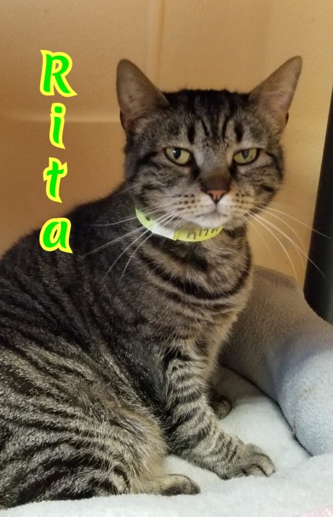 Rita, an adoptable Domestic Short Hair in Port Clinton, OH, 43452 | Photo Image 3