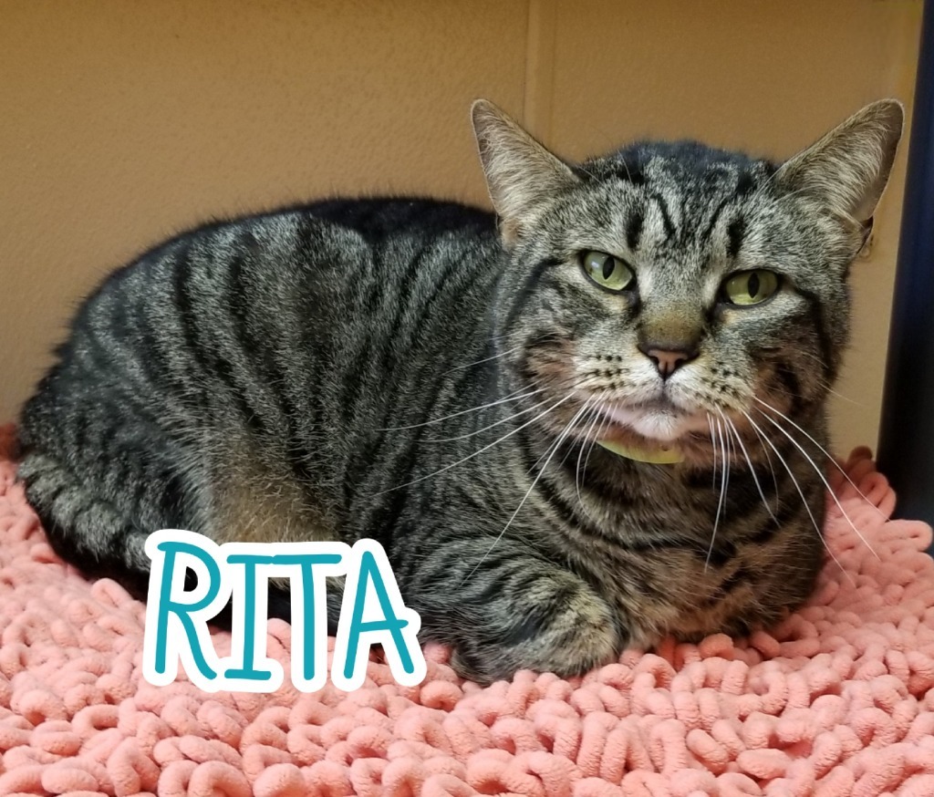 Rita, an adoptable Domestic Short Hair in Port Clinton, OH, 43452 | Photo Image 4