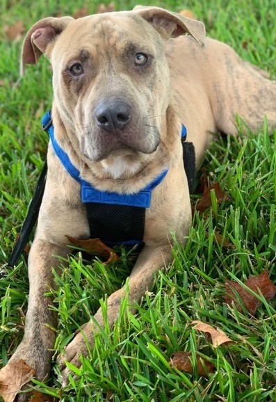 Mr. Stripes, an adoptable Cane Corso in Aurora, CO, 80046 | Photo Image 1