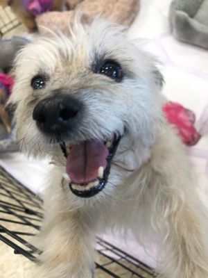 Dogs For Adoption Near Sacramento Ca Petfinder
