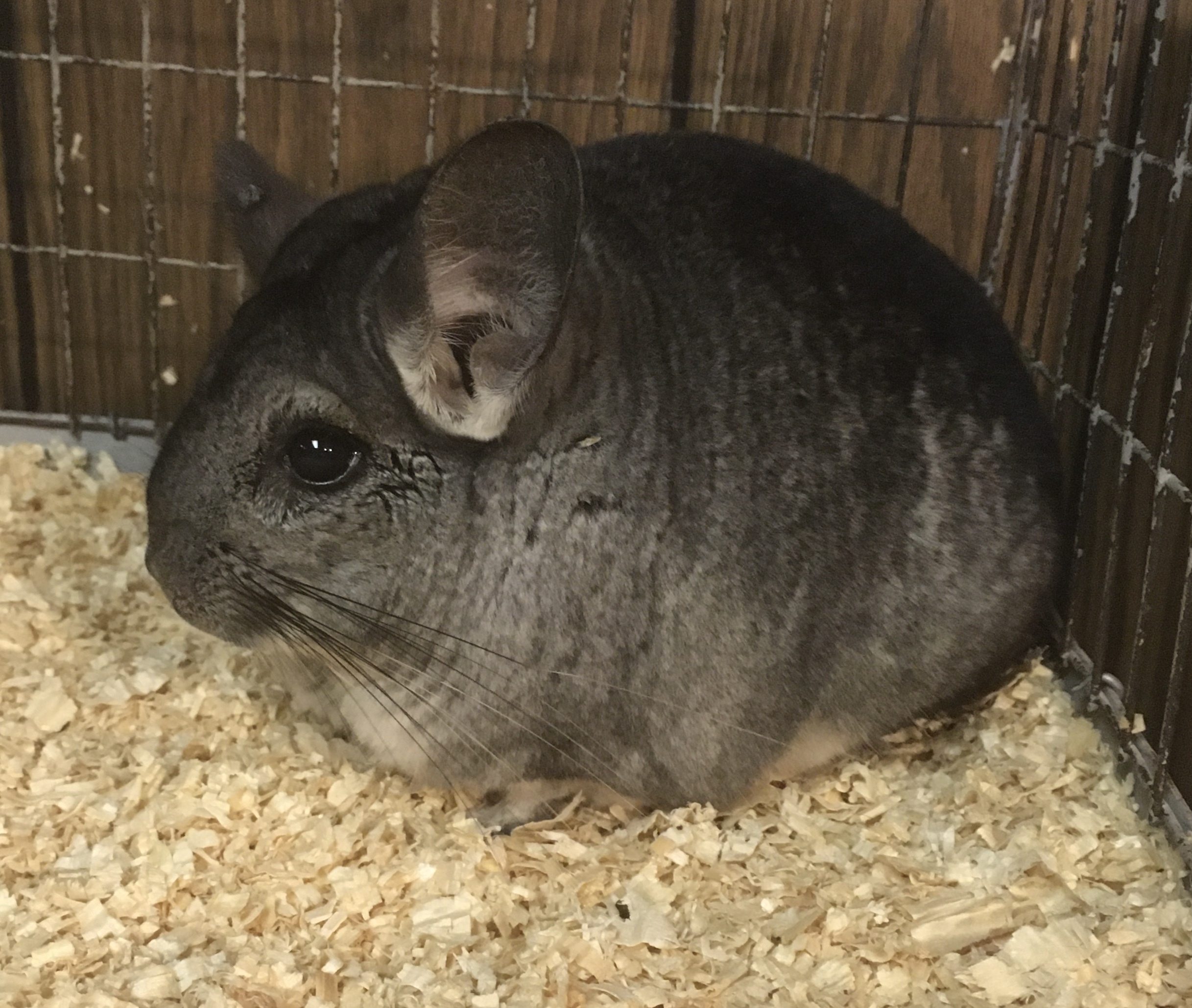 8 5 Year Old Standard Grey Female Chinchilla 2 detail page
