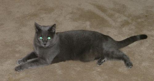 Phoebe 1