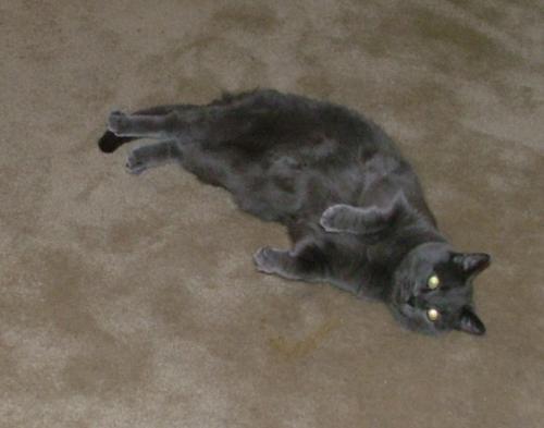 Phoebe 3