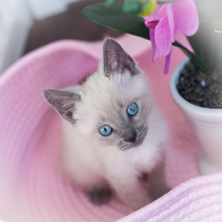 Bleu Lily, an adopted Siamese & Domestic Short Hair Mix in Ponte Vedra, FL_image-1