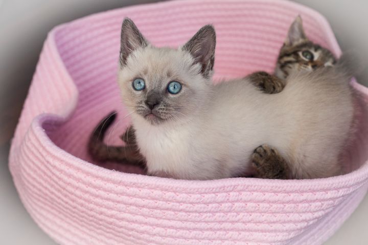 Bleu Lily, an adopted Siamese & Domestic Short Hair Mix in Ponte Vedra, FL_image-3