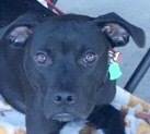 Smudge, an adoptable Labrador Retriever in San Luis, CO, 81152 | Photo Image 1