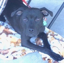 Smudge, an adoptable Labrador Retriever in San Luis, CO, 81152 | Photo Image 2