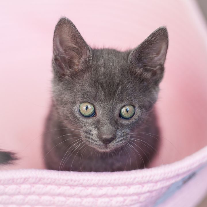 Gris Lily, an adopted Domestic Short Hair Mix in Ponte Vedra, FL_image-3