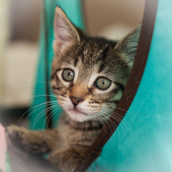 Tigre Lily, an adopted Domestic Short Hair & Tabby Mix in Ponte Vedra, FL_image-3