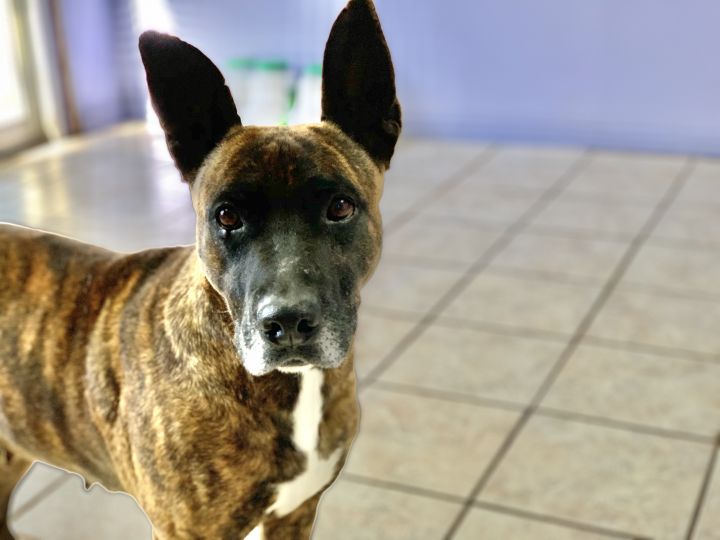 Belgian malinois hot sale pit mix brindle