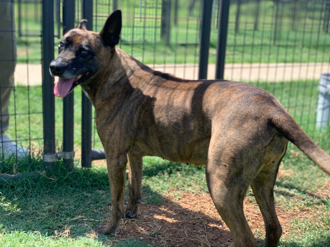 Belgian malinois hot sale pit mix brindle