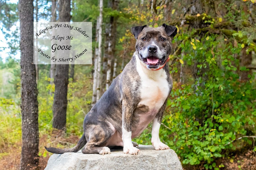 GOOSE, an adoptable Pit Bull Terrier, Boxer in Shelton, WA, 98584 | Photo Image 3
