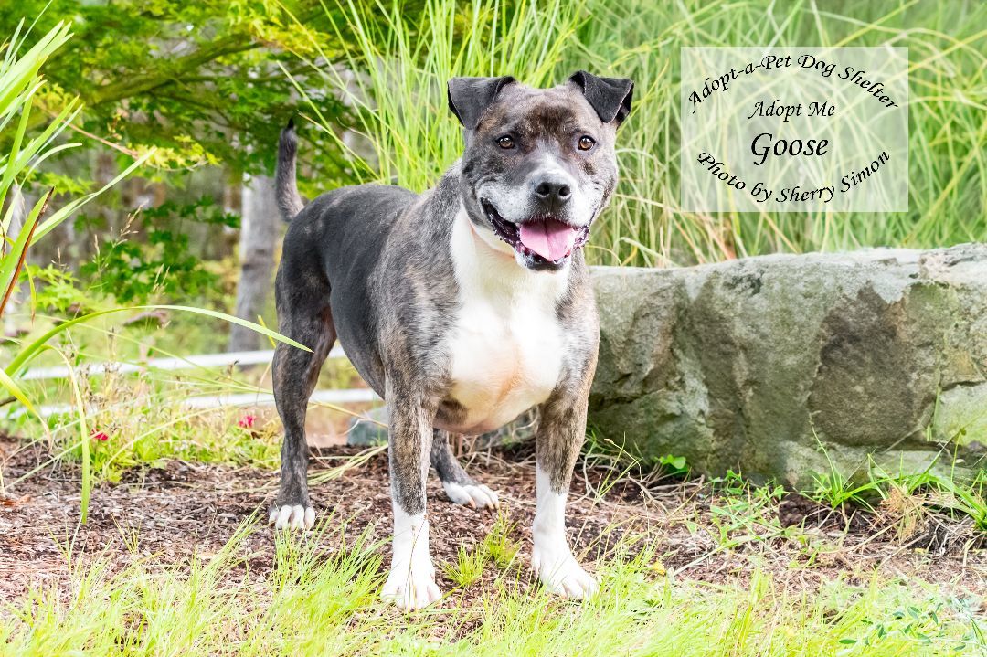 GOOSE, an adoptable Pit Bull Terrier, Boxer in Shelton, WA, 98584 | Photo Image 4