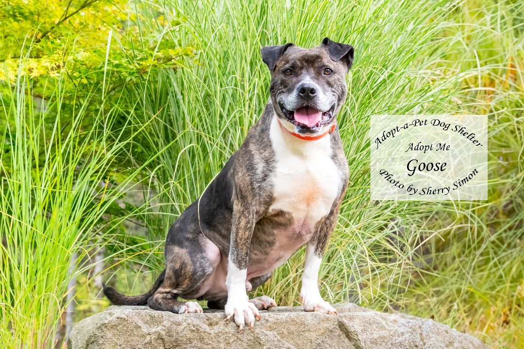 GOOSE, an adoptable Pit Bull Terrier, Boxer in Shelton, WA, 98584 | Photo Image 5