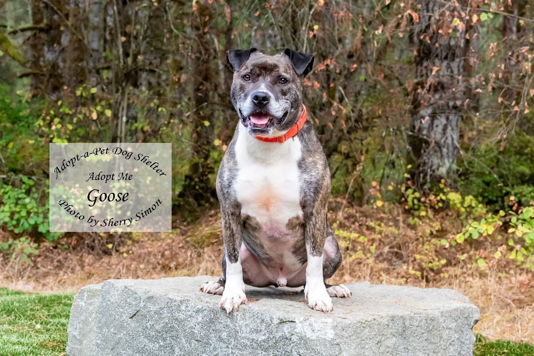 GOOSE, an adoptable Pit Bull Terrier, Boxer in Shelton, WA, 98584 | Photo Image 6