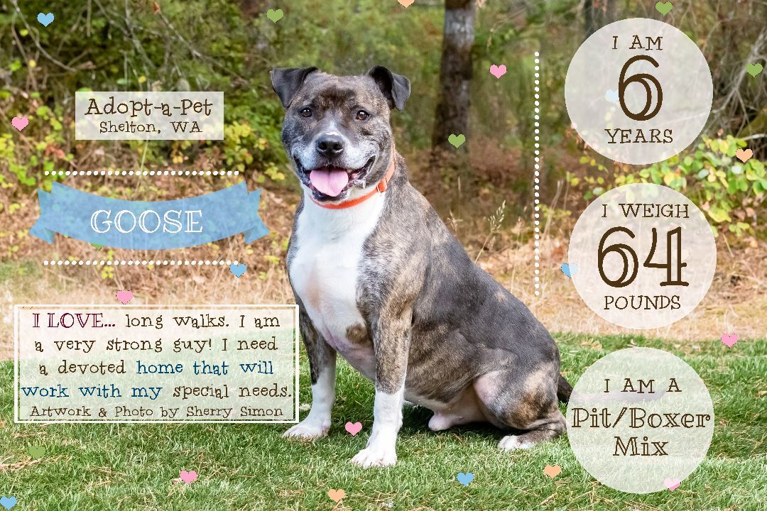 GOOSE, an adoptable Pit Bull Terrier, Boxer in Shelton, WA, 98584 | Photo Image 1